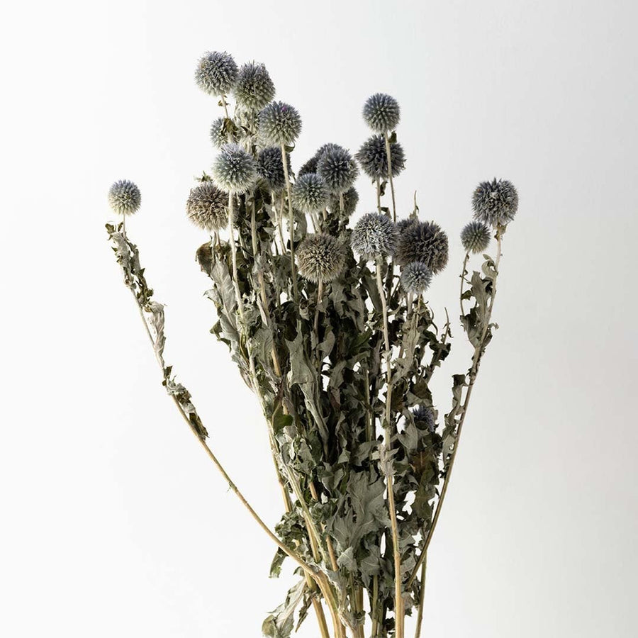 Grey dried globe thistle bouquet preserved flowers styled in tall white ceramic vase lifestyle modern home decor.