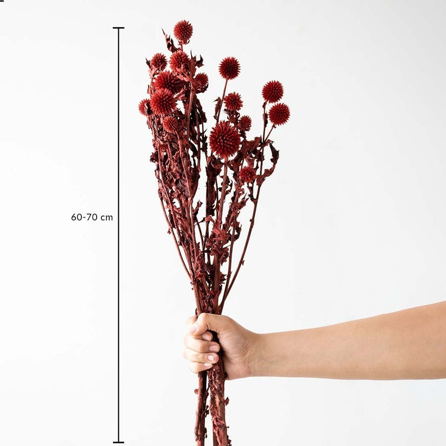 Red dried globe thistle flower bunch 60-70cm length displayed on white background for size dimension dried floral decor.