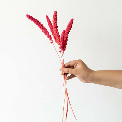 Hand holding bright pink dyed dried phalaris canary grass stems for cheerful modern tabletop vase decoration on white backdrop.