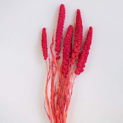 Detailed view of pink dried millet stems showcasing natural texture and vibrant color on white background for decor.