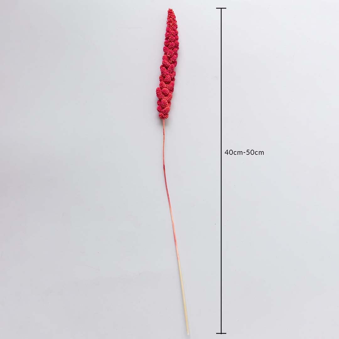Pink dried millet stem 40-50cm length shown on white background for size dimension natural dried flower decor accent.