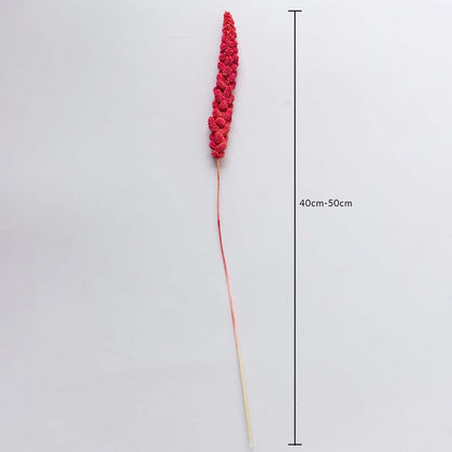 Pink dried millet stem 40-50cm length shown on white background for size dimension natural dried flower decor accent.