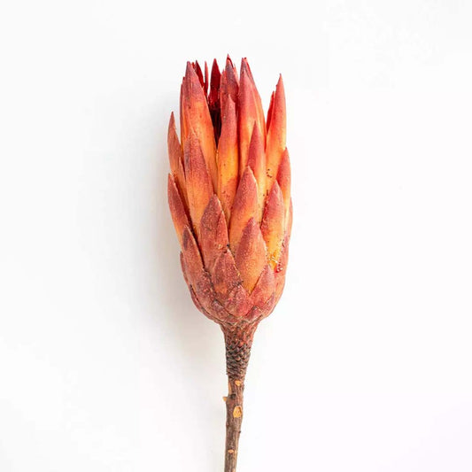 Dried Flower Protea - Red