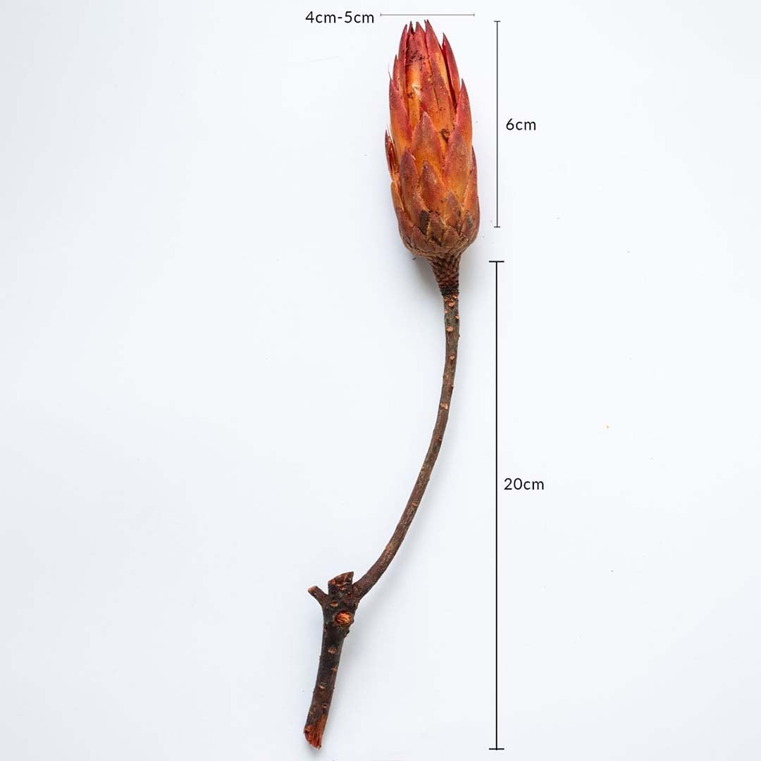Dried orange protea flower stem shown with 4cm to 5cm width and 20cm height for accurate decor placement.