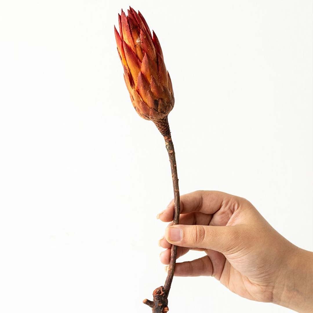 Orange dried protea flower stem displayed on a clean white background highlighting its textured petals and long stem.