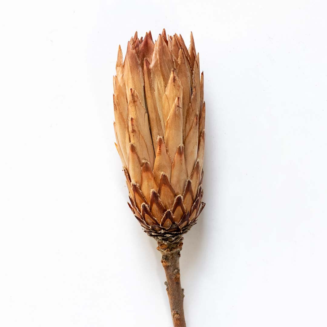 Closeup of beige dried protea flower with layered petals creating a bold natural accent for warm rustic home styling.
