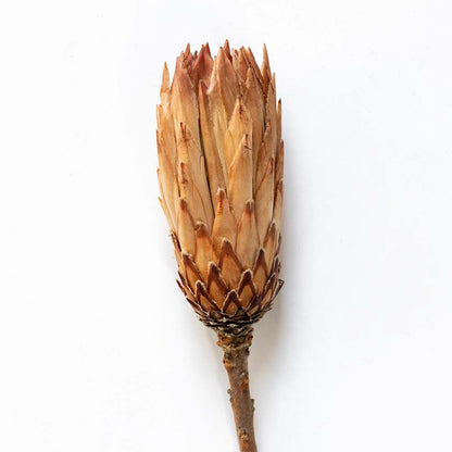 Closeup of beige dried protea flower with layered petals creating a bold natural accent for warm rustic home styling.
