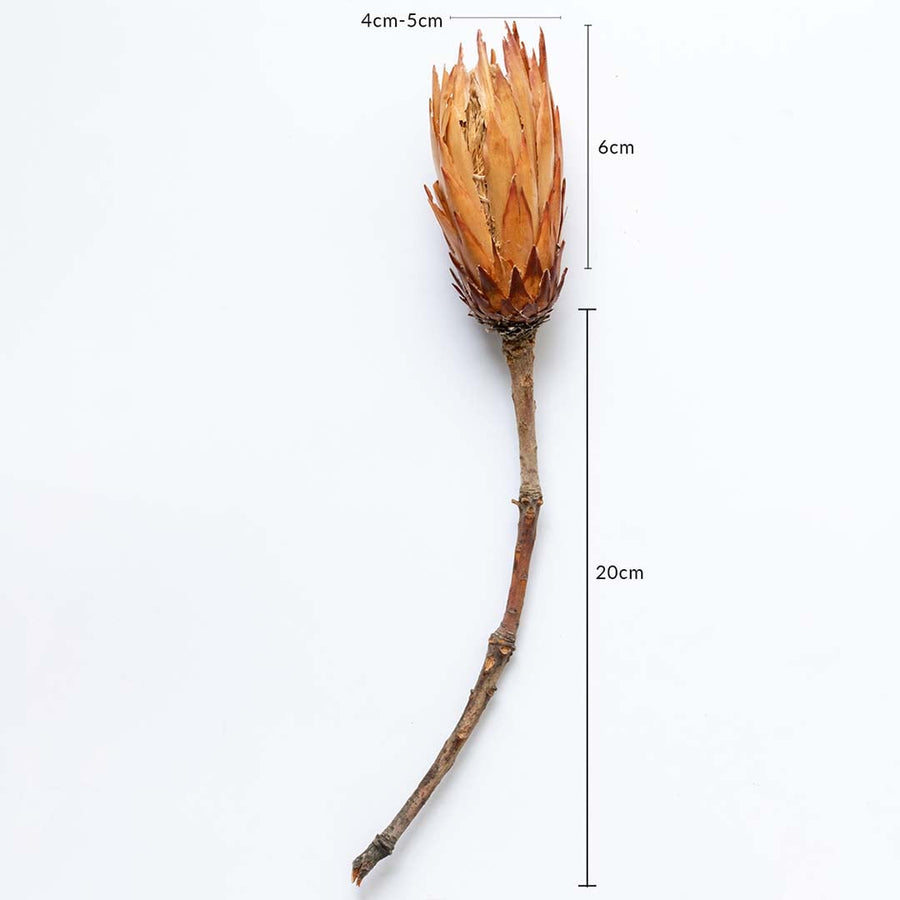 Beige dried protea flower stem shown with 4cm to 5cm width and 20cm height for accurate decorative placement.