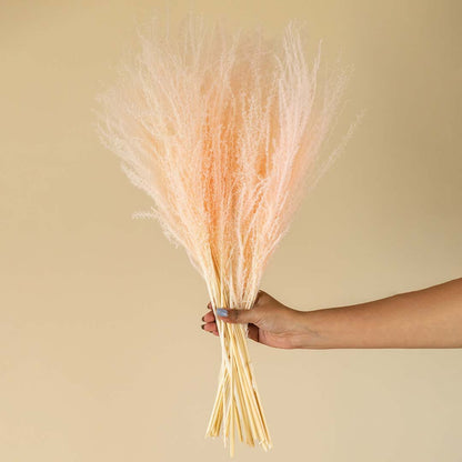 Dried Grass Miscanthus - Pink