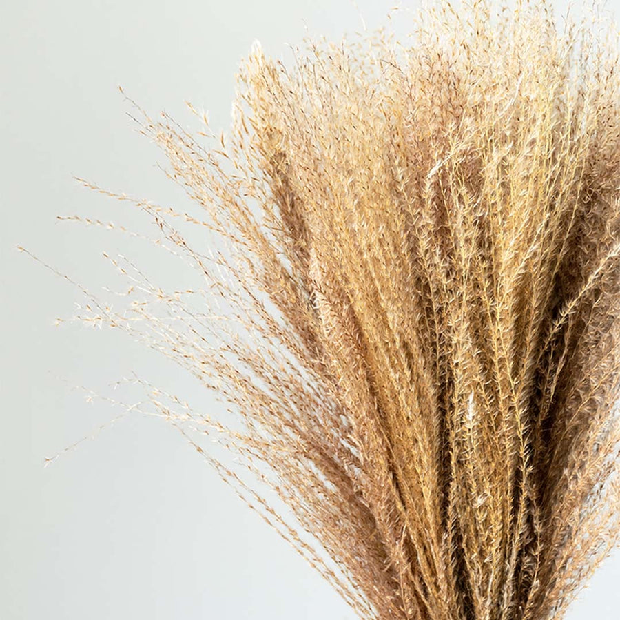 Closeup of fluffy natural beige dried wild grass stalks bouquet for rustic bohemian home vase decor on white background.