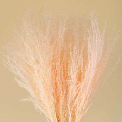 Closeup of peach dried pampas grass showing feathery soft texture ideal for vase decor and interior styling accent.