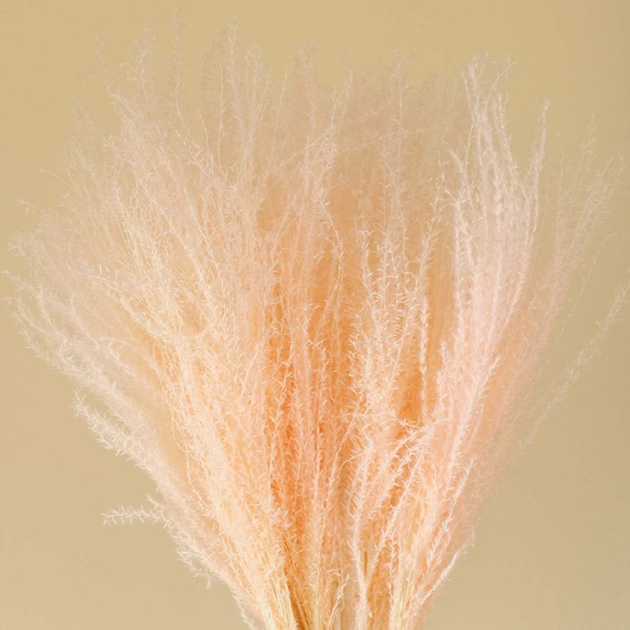 Closeup of peach dried pampas grass showing feathery soft texture ideal for vase decor and interior styling accent.