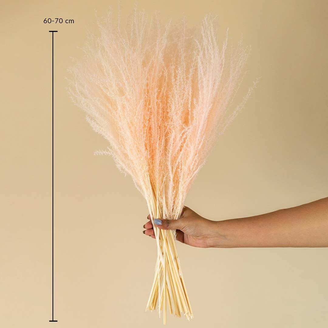 Peach dried pampas grass bunch with 60 to 70 cm height shown on white background ideal for vase decor reference.
