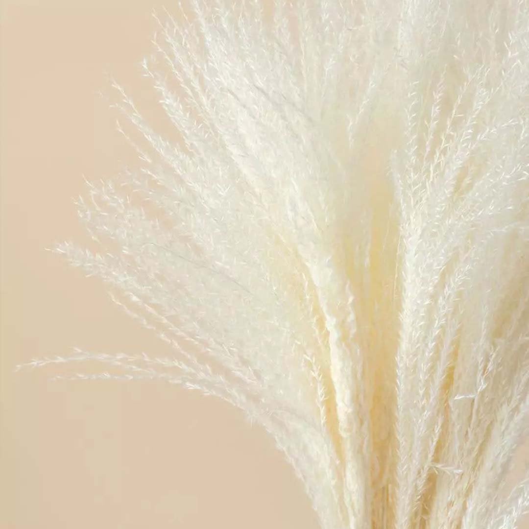 Detailed closeup of white pampas grass stems showing natural fluffy texture on white background bohemian floral decor.