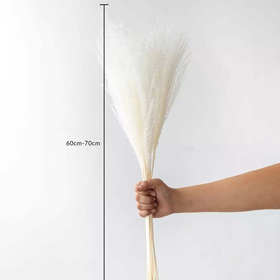 White pampas grass bunch 60-70cm length displayed on white background for size dimension natural dried flower decor.