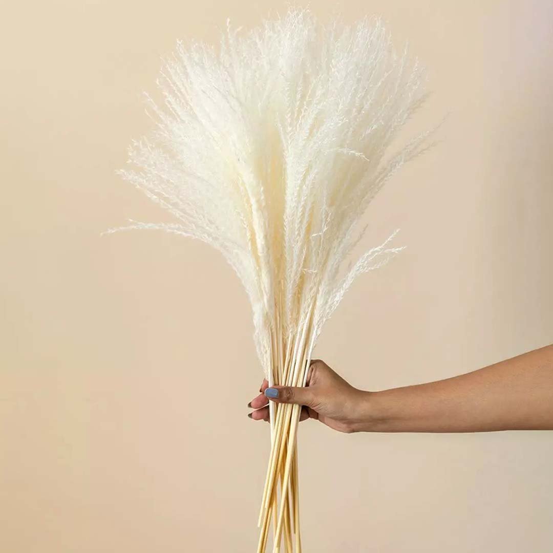 Hand holding fluffy cream white dried plume grass bunch for minimalist bohemian floor vase decoration on light backdrop.