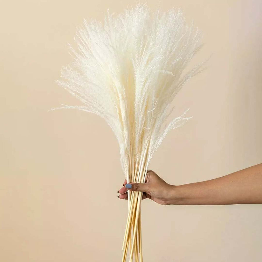 Hand holding fluffy cream white dried plume grass bunch for minimalist bohemian floor vase decoration on light backdrop.