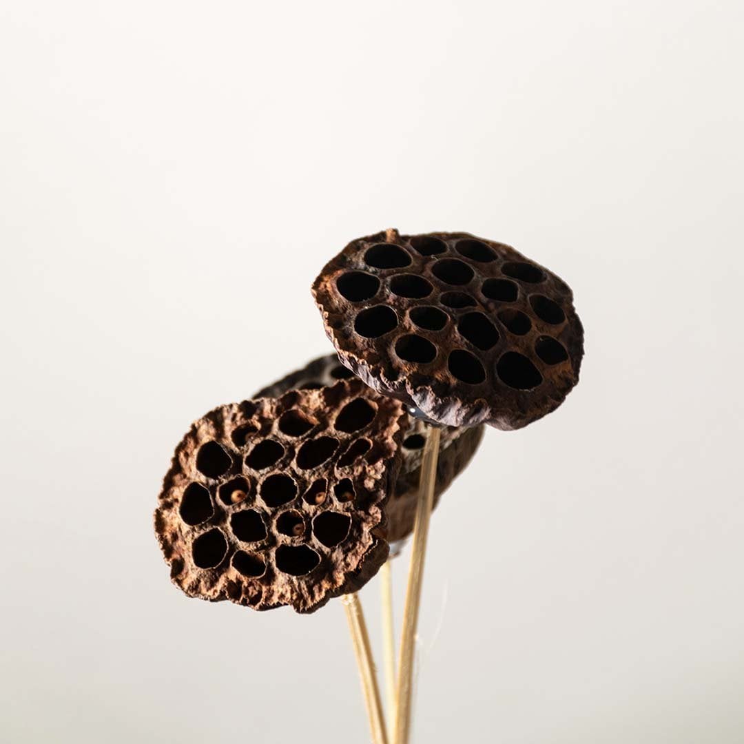 Detailed closeup of natural dried lotus pod showing textured holes and earthy tones decorative dried floral arrangement.