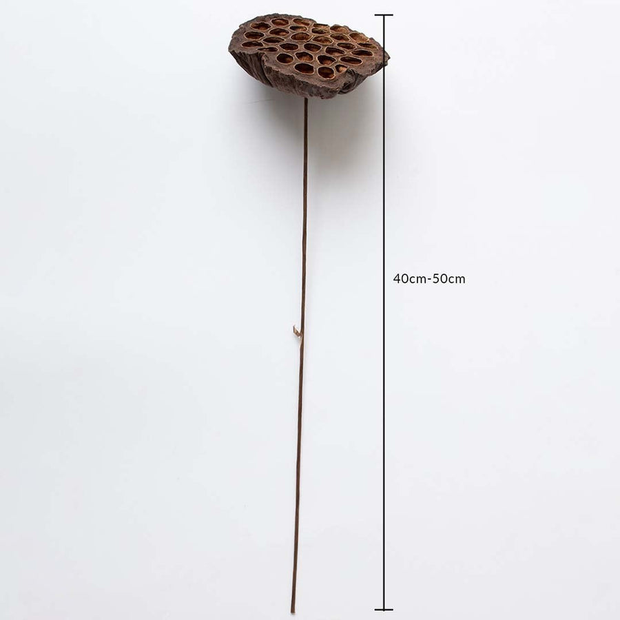 Dried lotus pod stem measuring 40-50cm length displayed on white background with measurement scale for size reference.