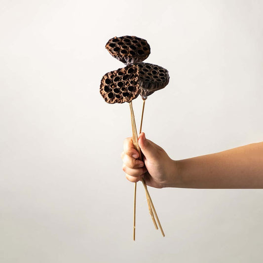Dried Lotus Pods Set of 3