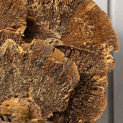 Extreme closeup of natural brown dried shelf mushroom fungus texture showing detailed pores for unique organic backdrop.