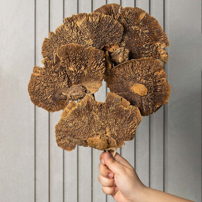 Hand holding a large bundle of natural brown dried shelf mushroom stems against a modern grey textured paneling backdrop.