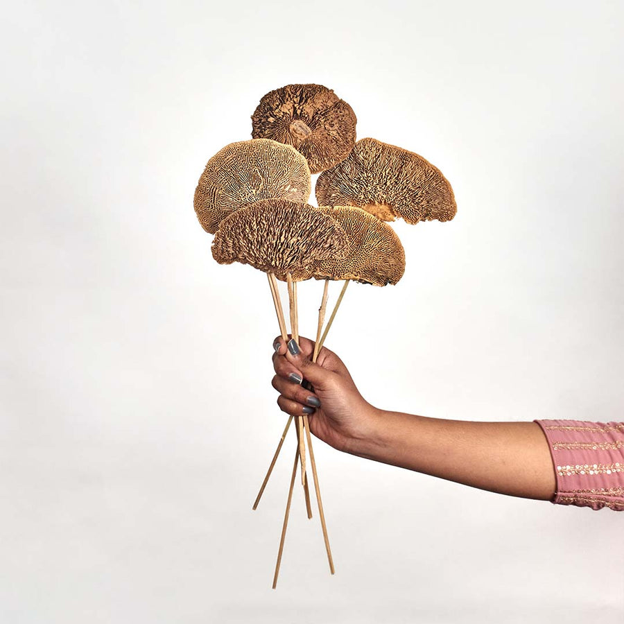 Hand holding five natural brown dried shelf mushroom fungus stems for minimalist rustic bohemian room decor on white backdrop.