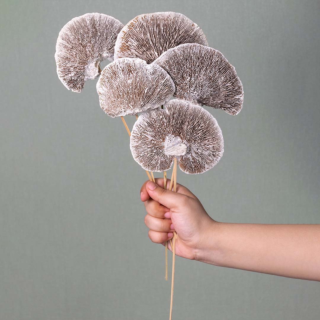Hand holding five frosted brown dried shelf mushroom fungus stems for minimalist rustic bedroom decor on white backdrop.