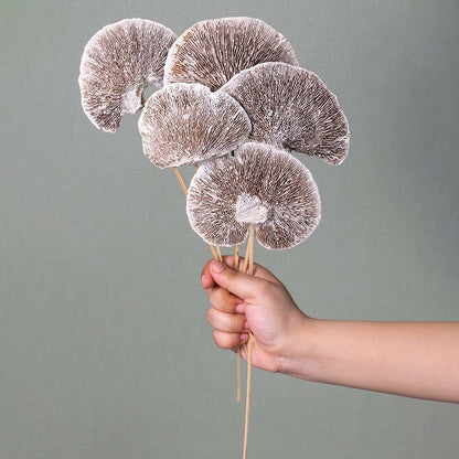 Hand holding five frosted brown dried shelf mushroom fungus stems for minimalist rustic bedroom decor on white backdrop.