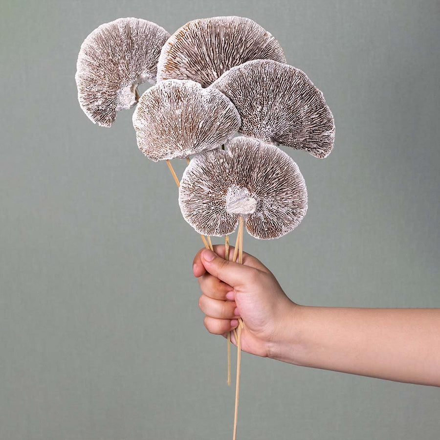 Hand holding five frosted brown dried shelf mushroom fungus stems for minimalist rustic bedroom decor on white backdrop.