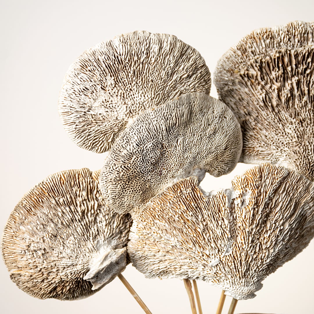 Closeup of dried brown fan stems showing rich texture and natural detailing arranged in a transparent vase for earthy decor styling.