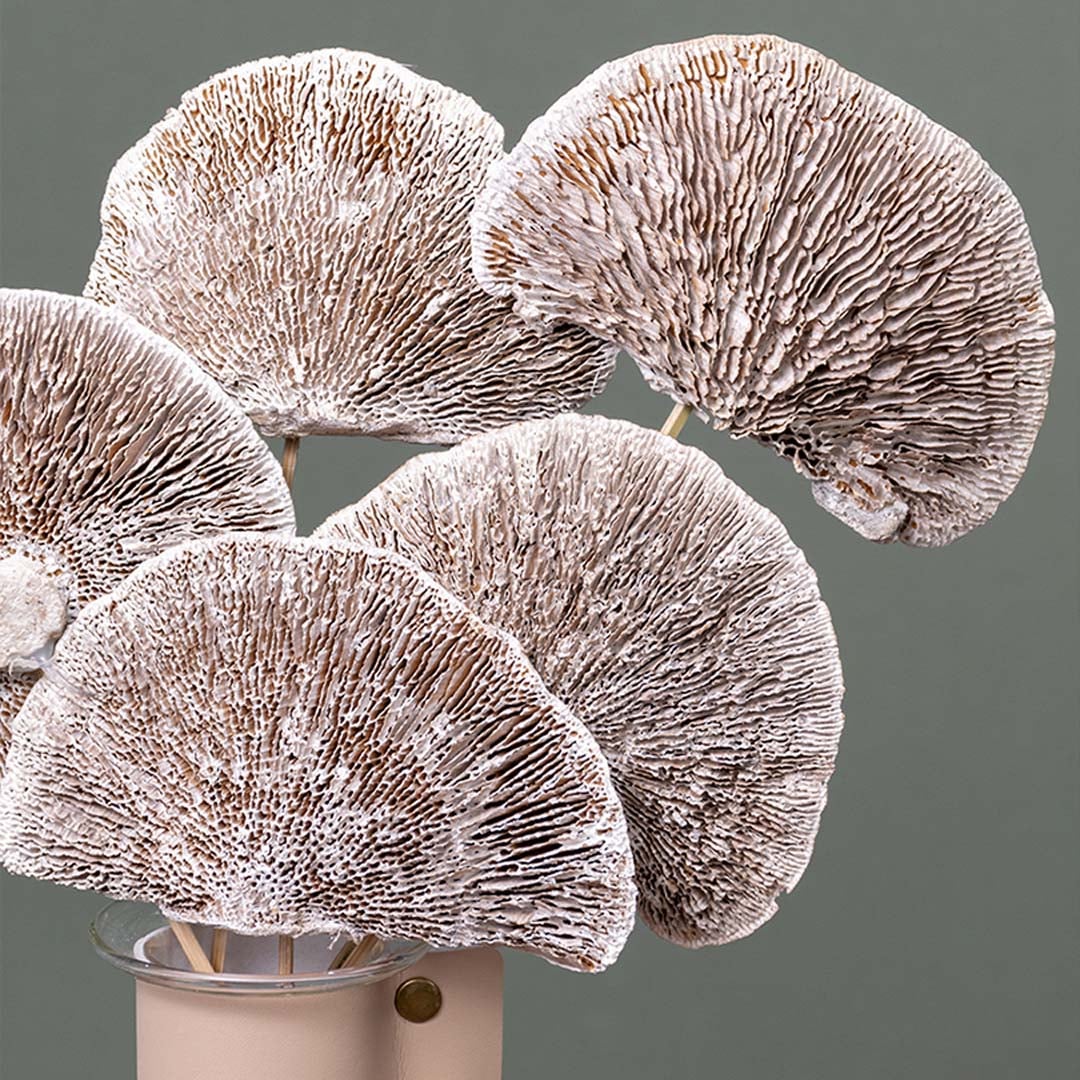 Closeup of dried brown fan stems showing rich texture and natural detailing arranged in a transparent vase for earthy decor styling.