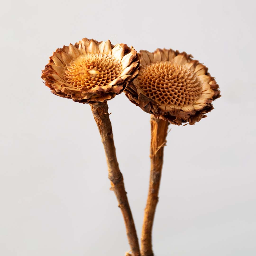 Closeup of dried wooden flower head with detailed carved texture and warm brown tones perfect for rustic natural home styling.