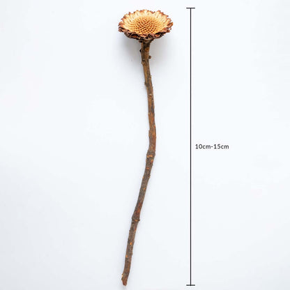 Dried wooden flower stem in natural brown shown with 10cm to 15cm measurement for accurate sizing in home decor styling.