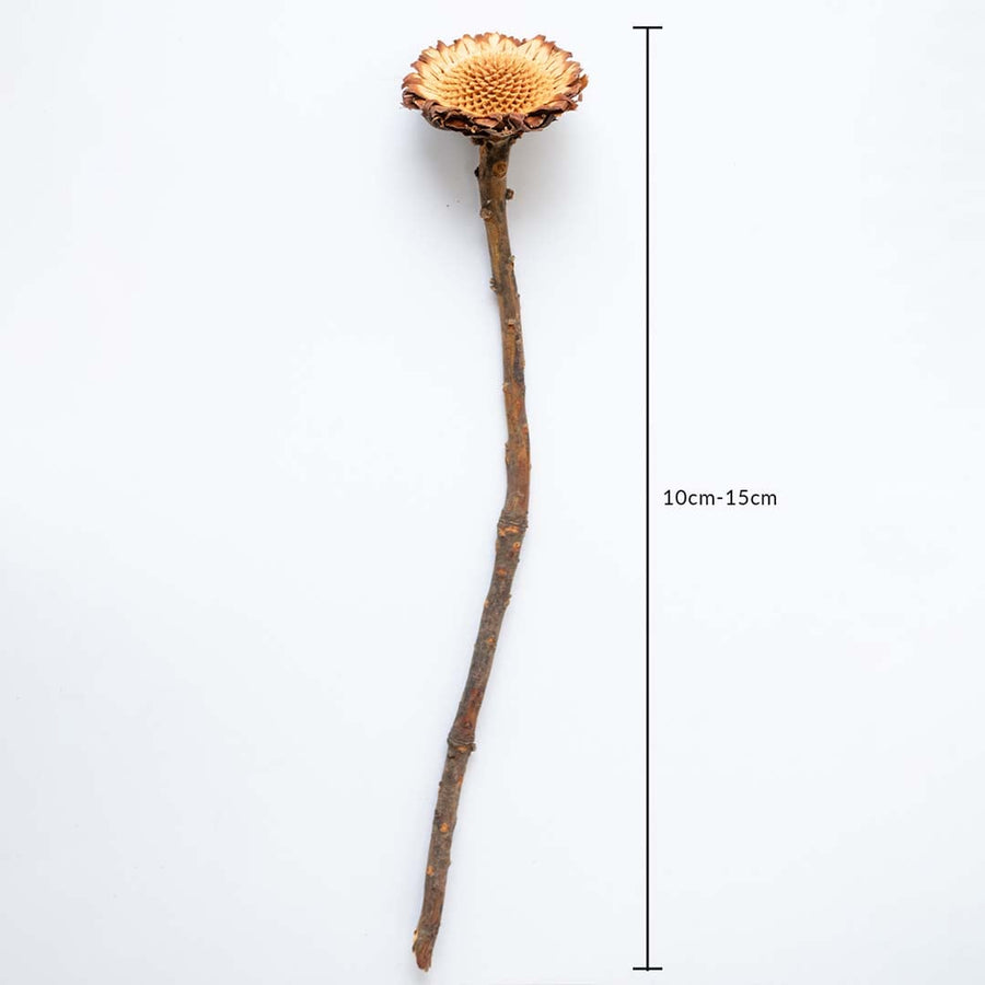 Dried wooden flower stem in natural brown shown with 10cm to 15cm measurement for accurate sizing in home decor styling.