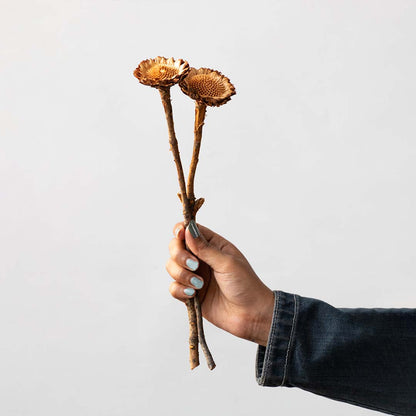 Hand holding natural brown dried bell cup flower stems for minimalist bohemian tabletop vase decor on white backdrop.
