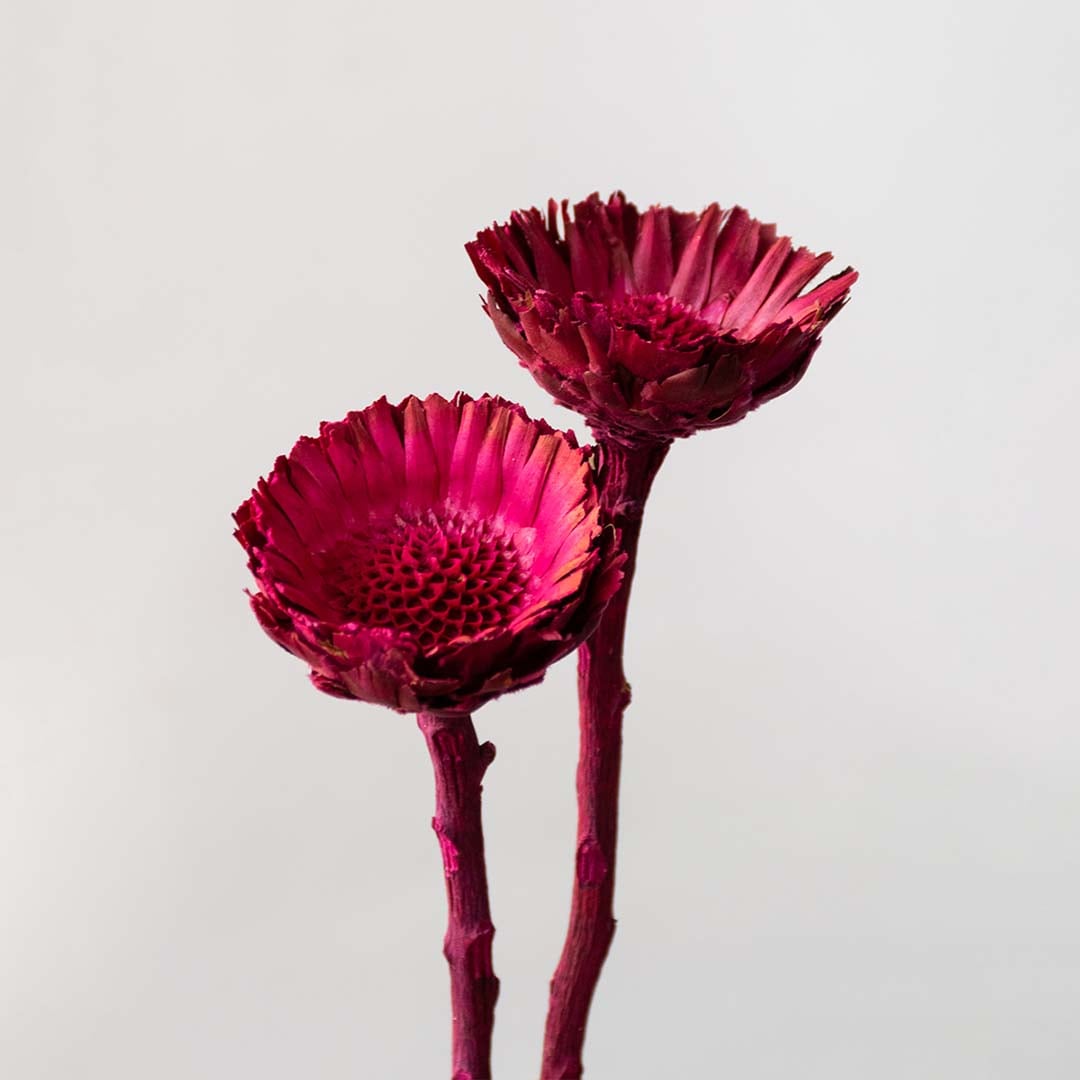 Closeup of magenta dried wooden flower head with detailed carved texture creating a bold natural accent for home styling.