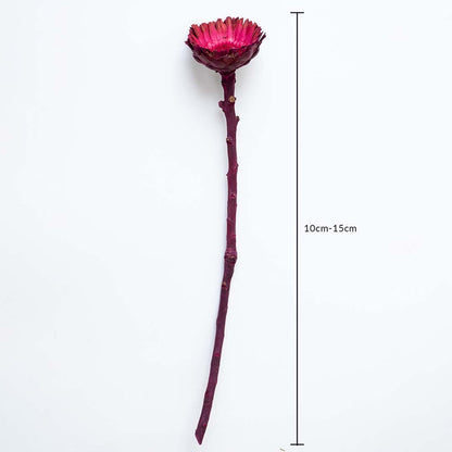 Magenta dried wooden flower stem shown with 10cm to 15cm measurement for accurate sizing in decorative arrangements.