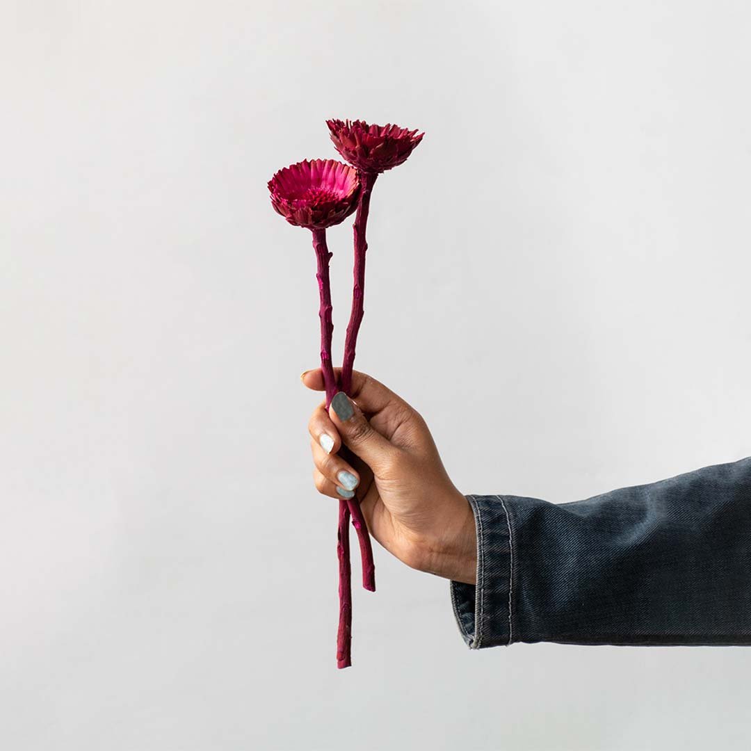 Hand holding magenta pink dried bell cup flower stems for vibrant modern bedroom tabletop vase decor on white backdrop.