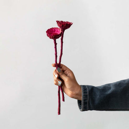 Hand holding magenta pink dried bell cup flower stems for vibrant modern bedroom tabletop vase decor on white backdrop.