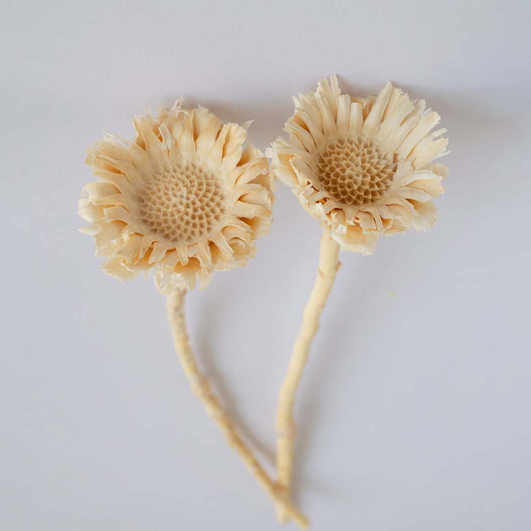 Dried Natural African Sunflowers - White