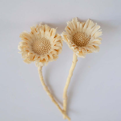 Dried Natural African Sunflowers - White