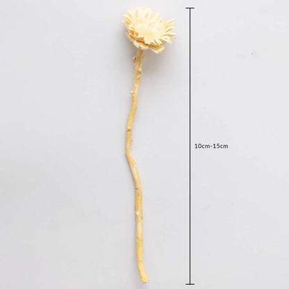 Beige dried wooden flower stem shown with 10cm to 15cm measurement for accurate sizing in decorative styling.