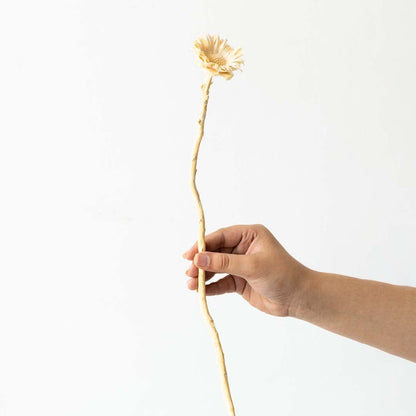 Beige dried wooden flower stem displayed on a clean white background highlighting its carved bloom and long stem.