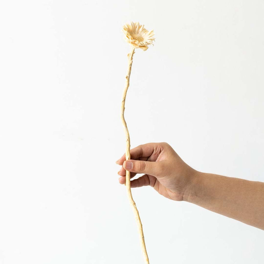 Beige dried wooden flower stem displayed on a clean white background highlighting its carved bloom and long stem.