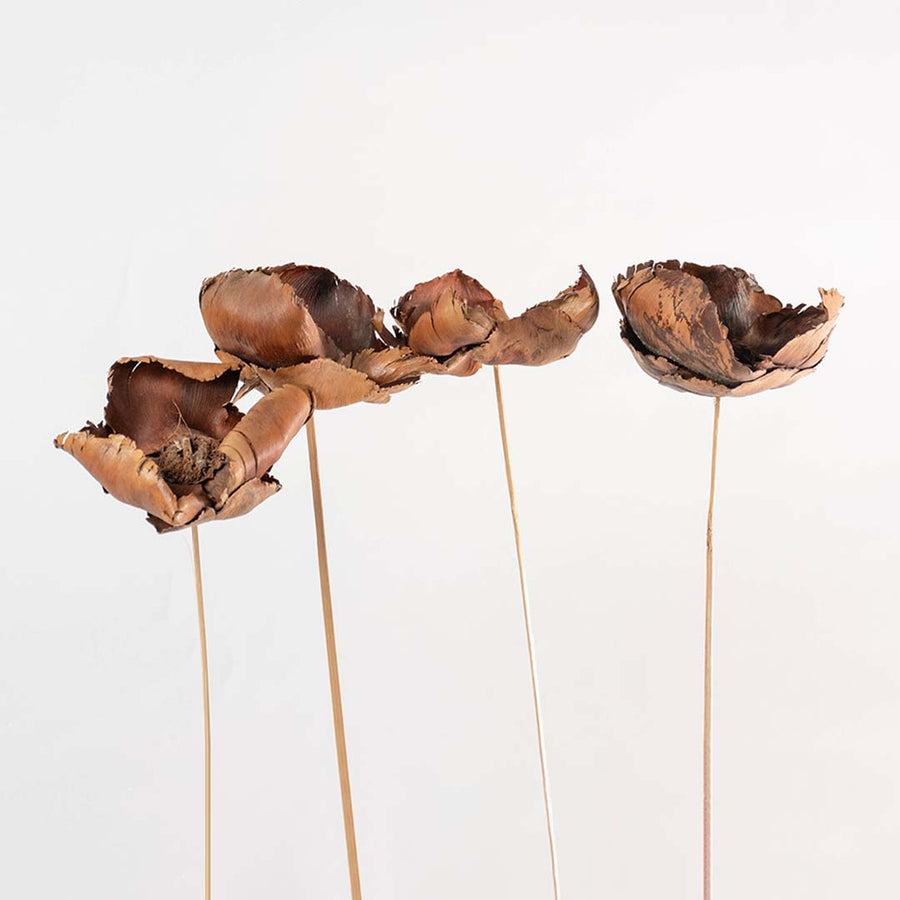 A set of dried brown flowers with curled textured petals arranged against a soft light background showcasing natural rustic botanical stems ideal for warm interior décor.