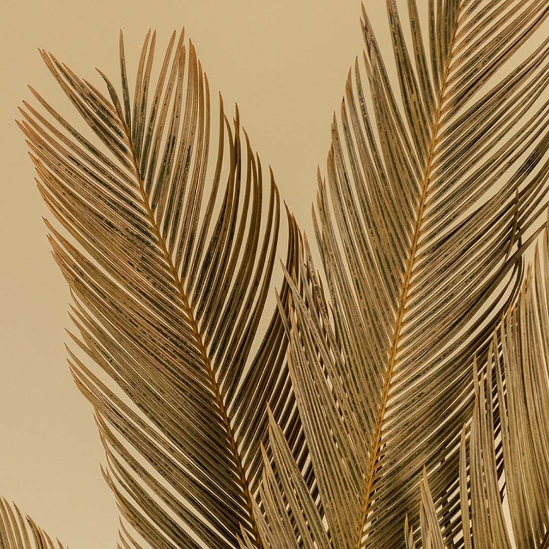 Closeup view of golden dried palm leaves showing fine texture and natural finish for modern interior decoration.