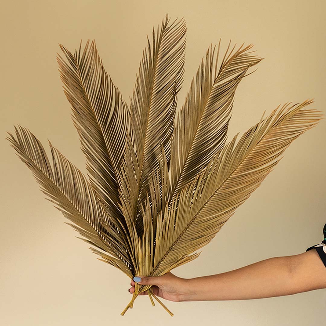 Dried Palm Leaves Stem Set of 5
