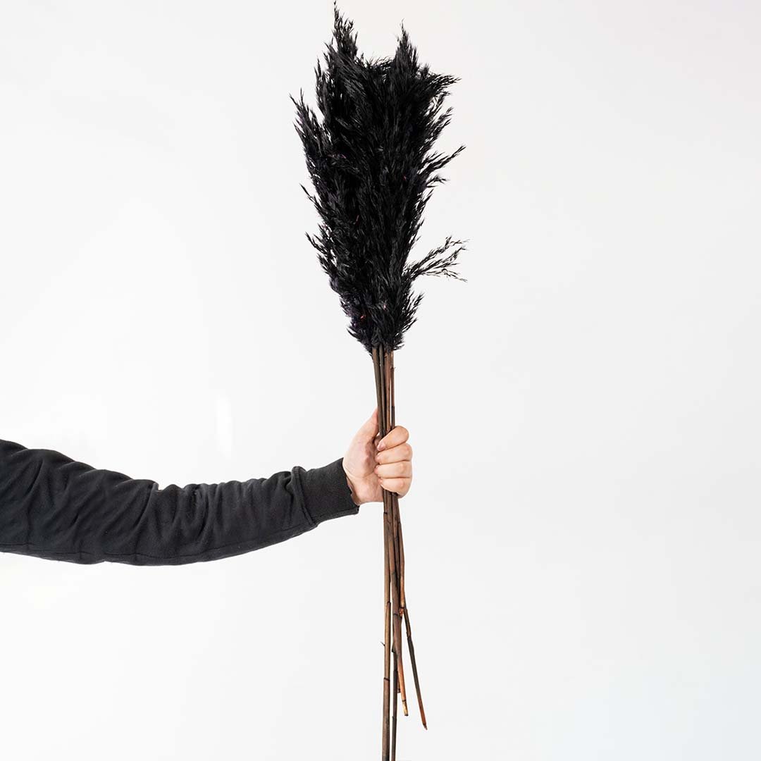 Dried Pampas Grass - Black Set of 5