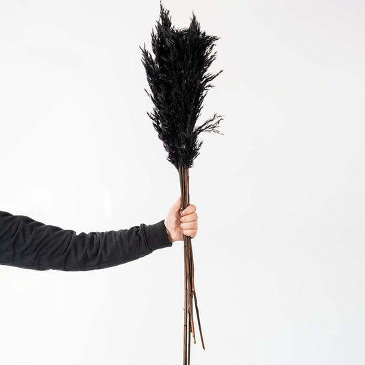 Dried Pampas Grass - Black Set of 5